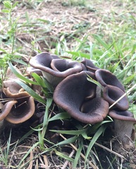 Hohenbuehelia petaloides