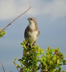 Turdoides hypoleuca
