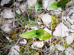Himantoglossum robertianum