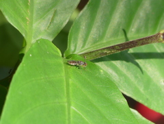 Diasemopsis silvatica