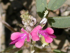 Indigofera charlieriana