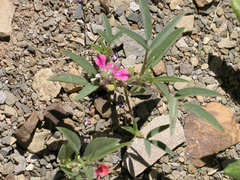 Indigofera charlieriana