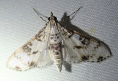 Margaroniini