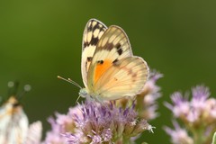 Colotis calais calais