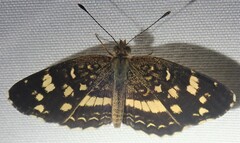 Anthanassa tulcis