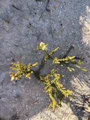 Diosma oppositifolia