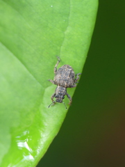 Entiminae