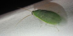 Panchlora nivea