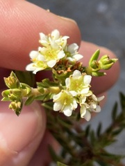 Diosma oppositifolia