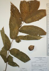 Juglans ailantifolia