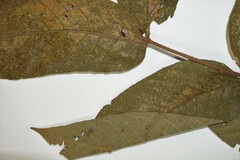 Juglans ailantifolia