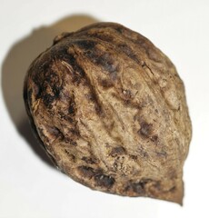 Juglans ailantifolia