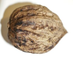 Juglans ailantifolia