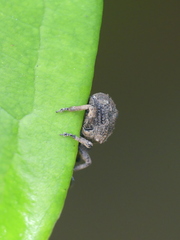 Entiminae