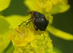 Mononychus punctumalbum