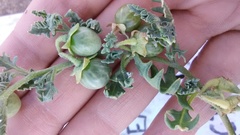 Solanum triflorum