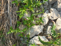 Persicaria thunbergii