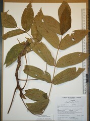 Juglans ailantifolia