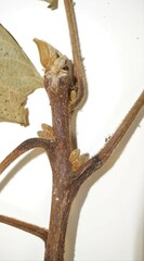 Juglans ailantifolia
