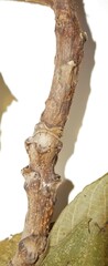 Juglans ailantifolia