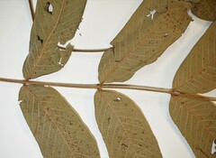 Juglans ailantifolia