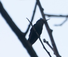 Orthorhyncus cristatus