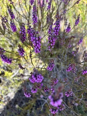 Erica pulchella