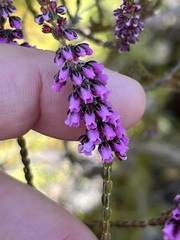 Erica pulchella