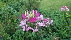 Cleome houtteana