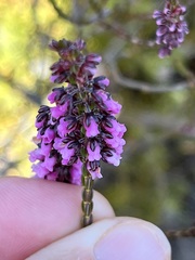 Erica pulchella