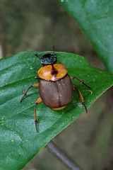 Canthon triangularis