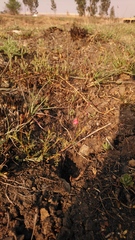 Hermannia erodioides