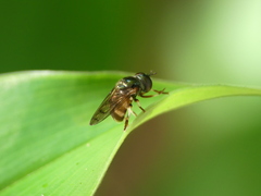Diptera