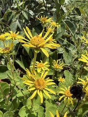 Dimerostemma vestitum