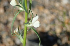 Misopates calycinum