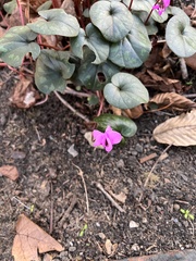 Cyclamen coum