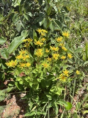 Dimerostemma vestitum