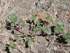 Indigofera auricoma