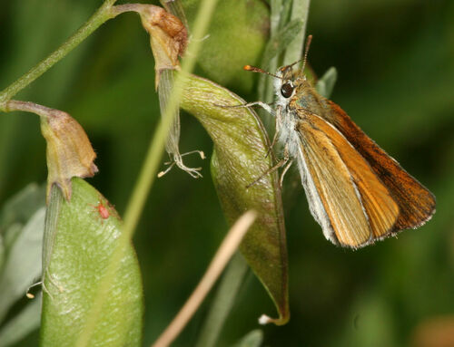 Garita Skipperling photo 4