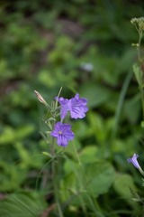 Ruellia ciliatiflora