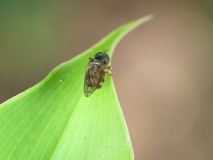 Diptera