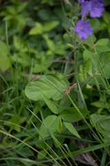 Ruellia ciliatiflora