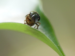 Diptera