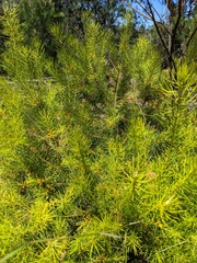 Persoonia isophylla