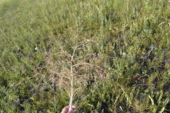 Trinia multicaulis