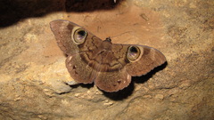Cyligramma