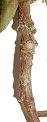 Juglans ailantifolia