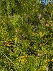 Persoonia isophylla