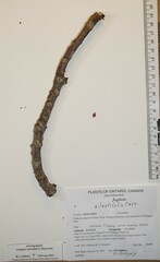Juglans ailantifolia