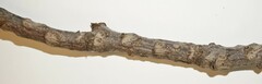 Juglans ailantifolia